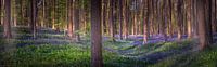 Bluebells panorama van Wim van D thumbnail