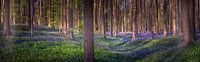 Panorama des Bluebells par Wim van D Aperçu