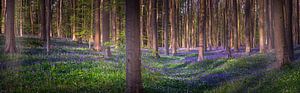 Bluebells panorama van Wim van D