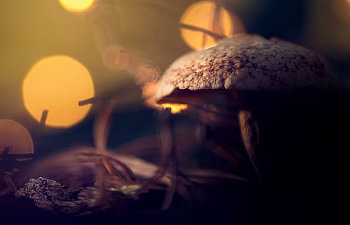 macro: lighting mushroom