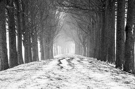 Winterliche Ruhe auf dem Fuchspfad