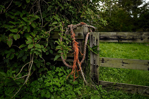 Texel - Hek in De Cocksdorp