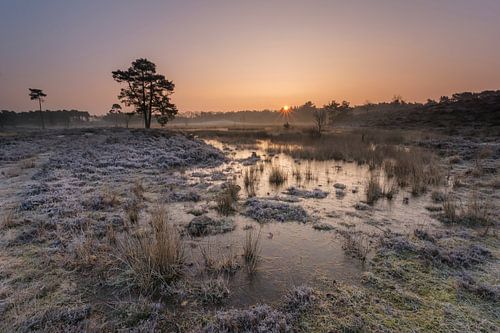 Koude morgen op de Overasseltse vennen