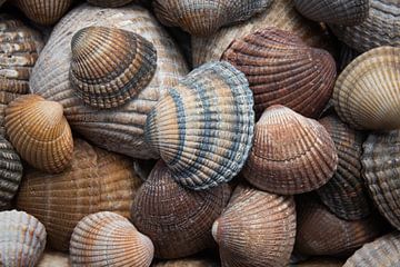 Schelpen bruin, beige en zandkleurig van Marjolijn van den Berg