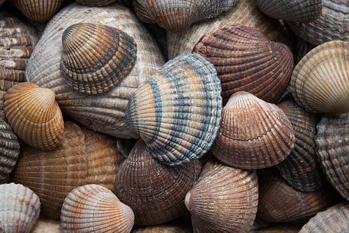 Schelpen bruin, beige en zandkleurig