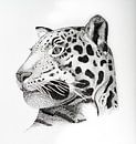 Leopard - Quadratisch von Lianne Landsman Miniaturansicht