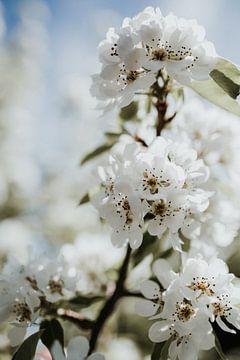 Gros plan d'une branche d'arbre en fleurs blanches | Ede, Pays-Bas sur Trix Leeflang