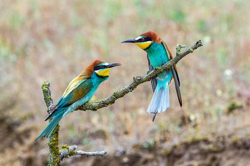 Bijeneter (Merops apiaster)