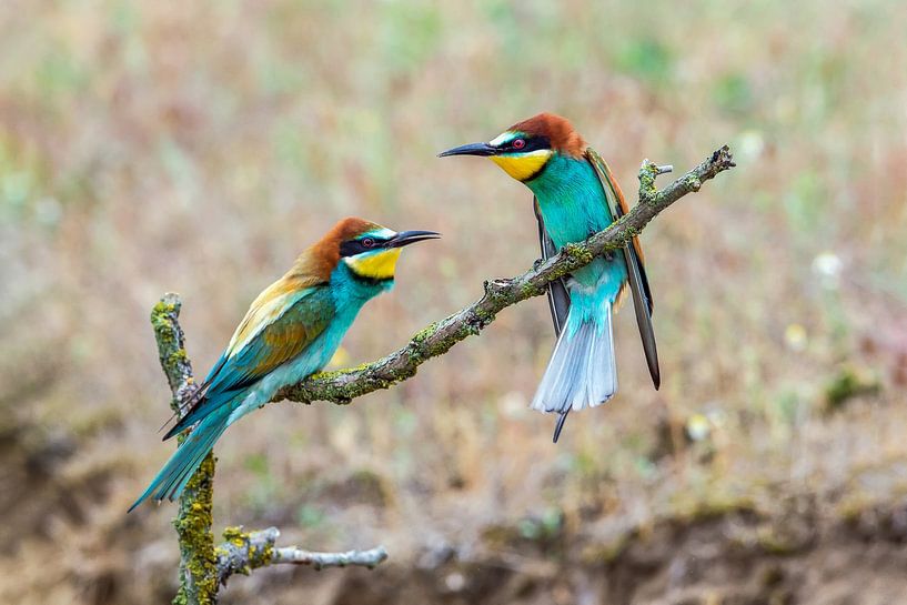 Mangeur d'abeilles (Merops apiaster) par Gert Hilbink