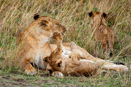 spelend leeuwenwelpje