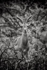 Hartebeest van Paul Piebinga