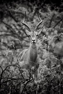 Hartebeest von Paul Piebinga