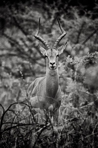 Hartebeest by Paul Piebinga