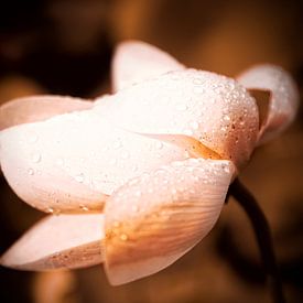 Lotusbloem in de regen 2 van Esther Swaager