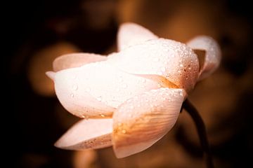 Lotusbloem in de regen 2 van Esther Swaager