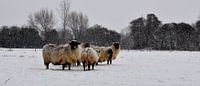 schapen