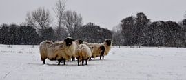 schapen van Wim de Vos