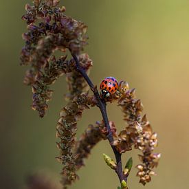 Lieveheersbeestje op een takje von Esther van Lottum-Heringa