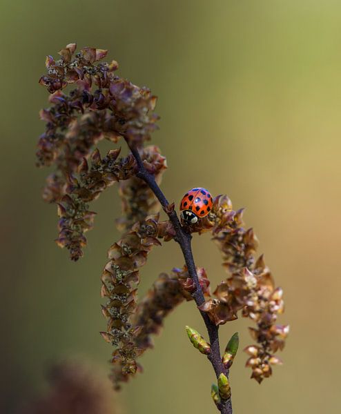 Lieveheersbeestje op een takje van Esther van Lottum-Heringa