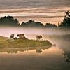 Netherlands, Tienhoven, Cows in morning fog in Molenpolder. by Frans Lemmens