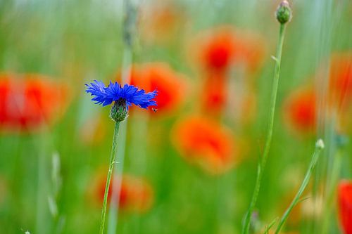 blauwe korenbloem in een korenveld.