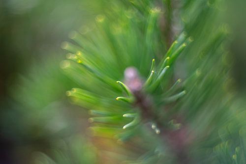 It's all in nature's details - Green Going Strong