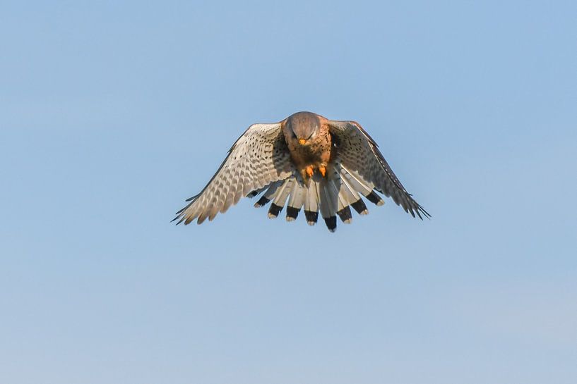 Turmfalke in Aktion / Gewöhnlicher Turmfalke in Aktion von Henk de Boer