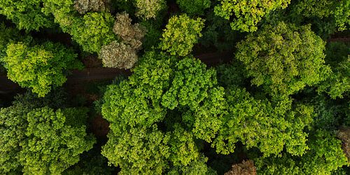 Bos in de zomer - luchtfoto van bovenaf