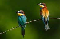 2 kleurrijke vogels van Daniela Beyer thumbnail