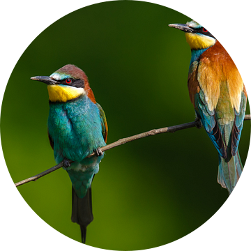 2 kleurrijke vogels van Daniela Beyer