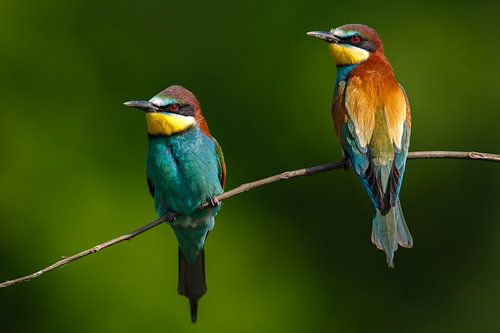 2 colorful birds