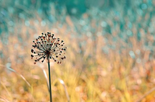 Allium