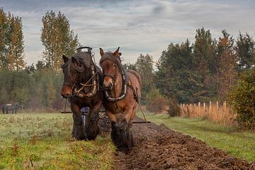 Fleißige Pferde für das Team von Bram van Broekhoven