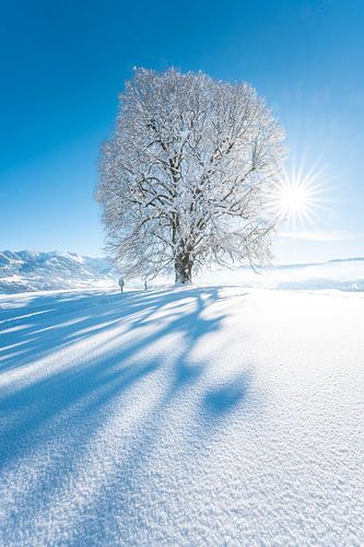 Wittelsbacher Höhe met linde in de winter met de Allgäuer Alpen en verse sneeuw