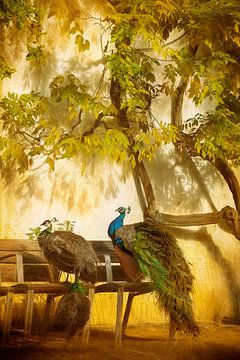 Peacocks by Lars van de Goor