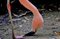 Flamingo van Marieke Peters-Brugmans thumbnail