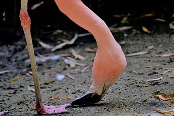 Flamingo van Marieke Peters-Brugmans
