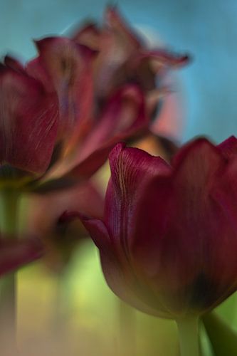 Tulip Art by Deez Tulpen in Nederland