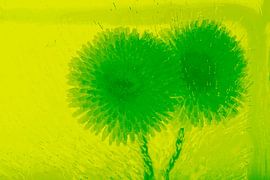 2 Bellis in Grün von Marc Heiligenstein