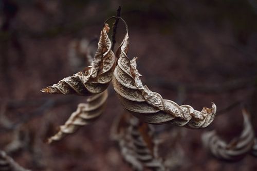 Sfeervolle foto gedroogde bladeren