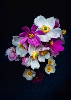 Velvet Garden – Anémones d'automne et cosmos sur fond sombre | Photographie florale fine art élégante