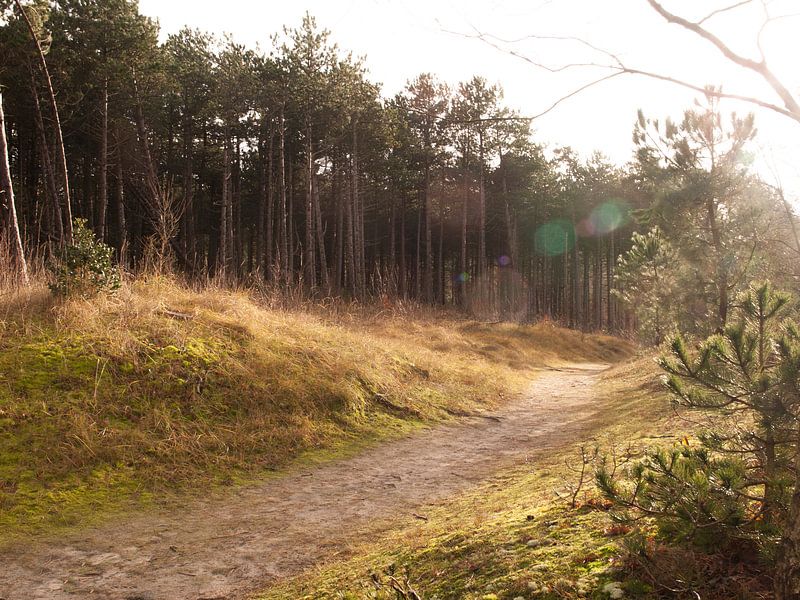 Hoornse Bos, Terschelling von Rinke Velds