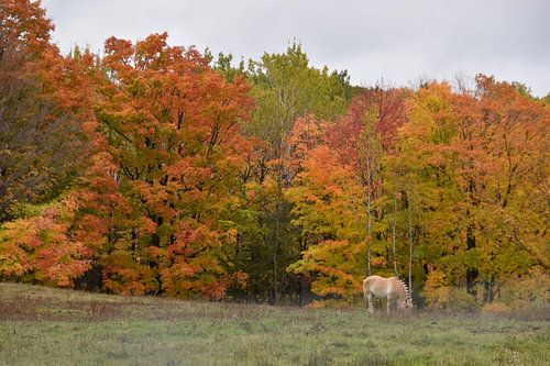 Een esdoornbos in de herfst