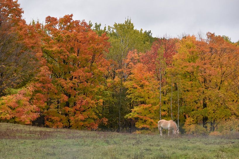Une érablière en automne par Claude Laprise