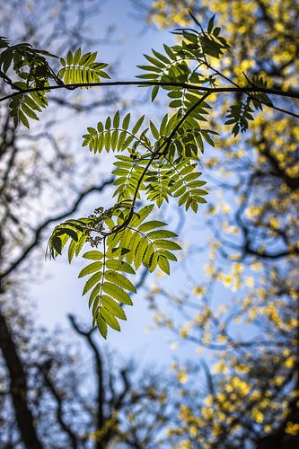 Backlight leaves