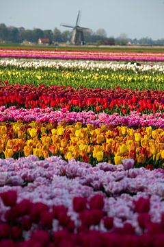 Tulpenveld voor de Molen von peterheinspictures