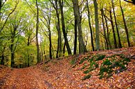 Herbstwald von Ostsee Bilder Miniaturansicht