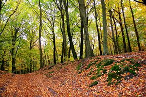 Herbstwald