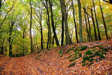 Herbstwald von Ostsee Bilder