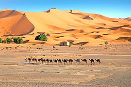 Camel caravan in the Erg Chebbi desert in Morocco by Eye on You